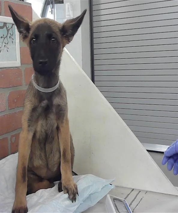 A baby small-sized female Belgian Shepherd / Malinois dog named Margarita for adoption in Houston, TX