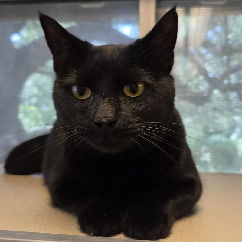 An adult medium-sized female Black Domestic Short Hair cat named Mika for adoption in Leander, TX