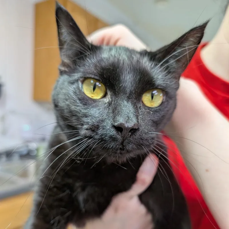 Mika thumbnail 2
