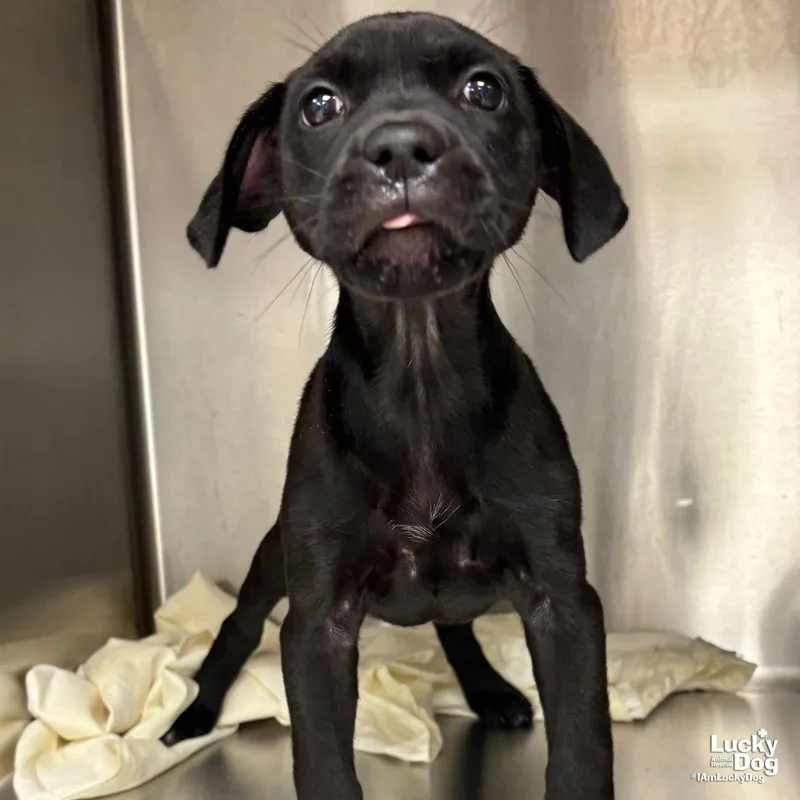 A baby medium-sized female Labrador Retriever dog named Shirley for adoption in Washington, DC