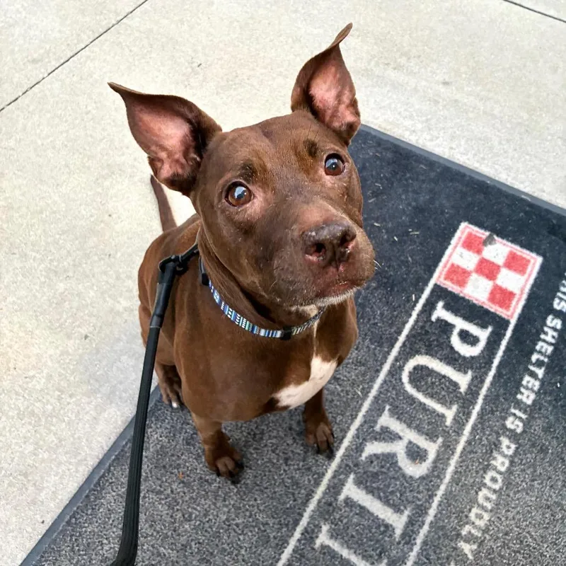 A senior medium-sized female Mixed Breed dog named Cardi for adoption in Jacksonville, FL