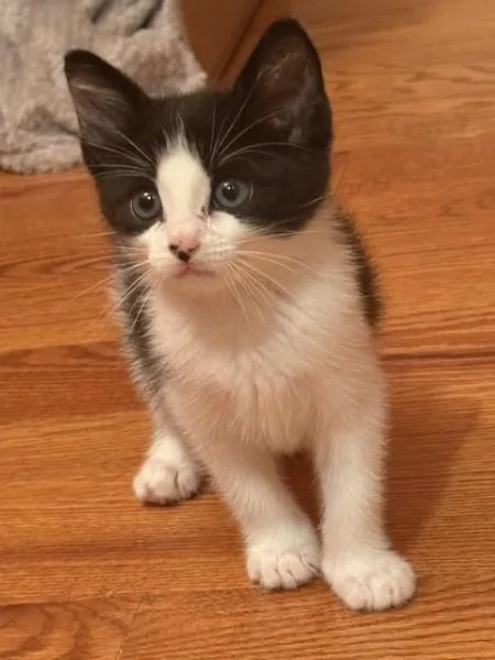 A baby medium-sized male Black & White / Tuxedo Domestic Short Hair cat named Truffle for adoption in Berkeley Heights, NJ