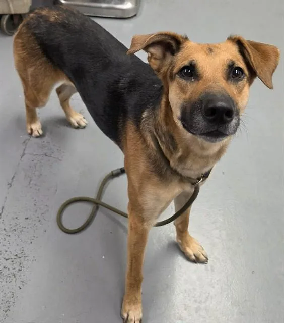 A young medium-sized male German Shepherd Dog dog named Skeeter for adoption in Phoenix, OR