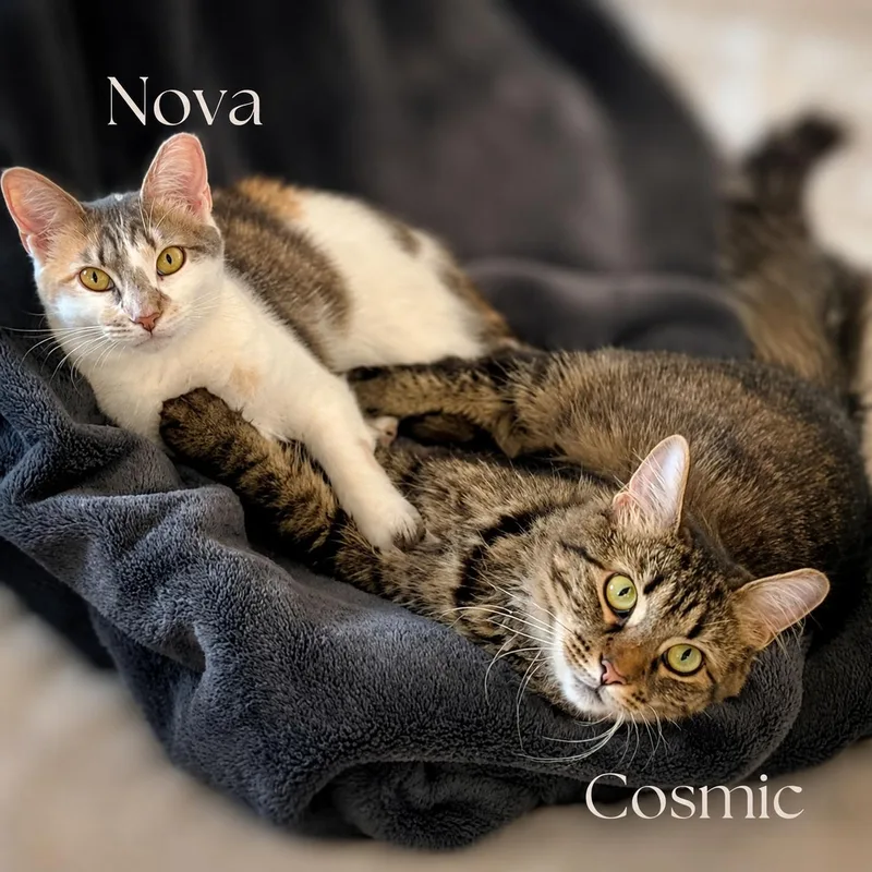 A young medium-sized female Calico Domestic Short Hair cat named Nova for adoption in New York, NY