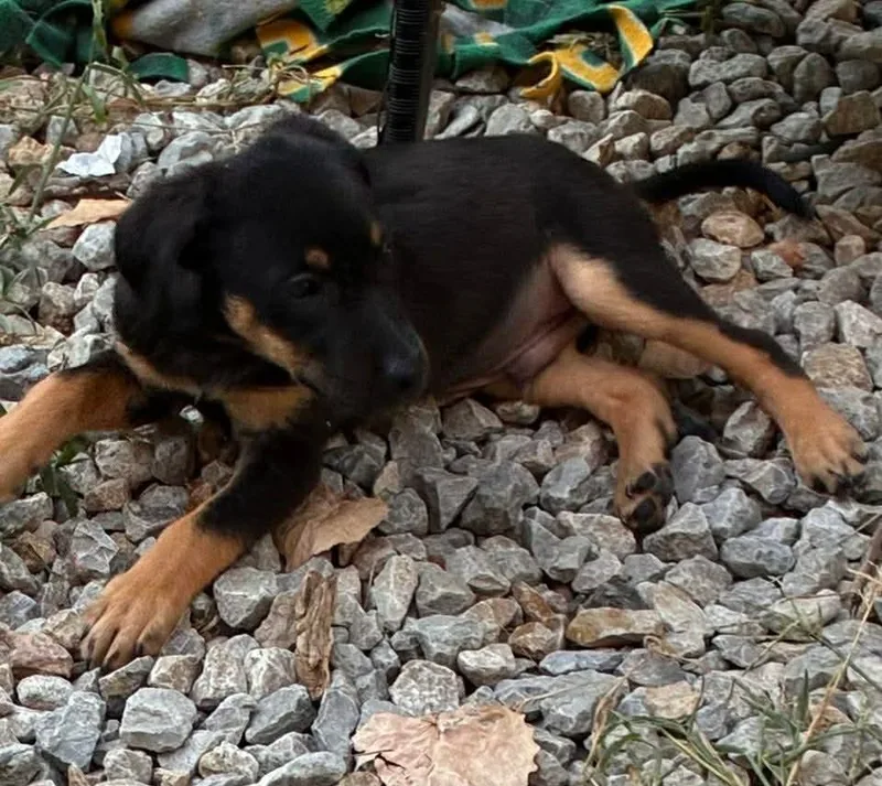 A baby medium-sized male Black Mixed Breed dog named Shadow for adoption in Joshua, TX