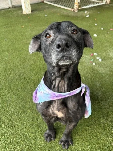 An adult large-sized female Terrier dog named Sally for adoption in Miami, FL
