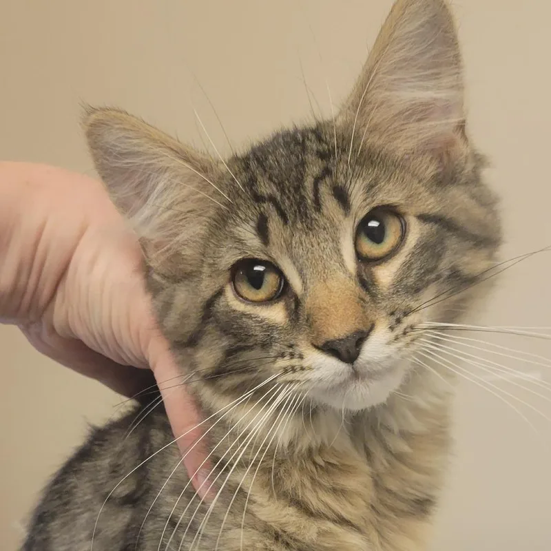 A baby medium-sized male Brown / Chocolate Domestic Medium Hair cat named Banjo for adoption in Milan, IL