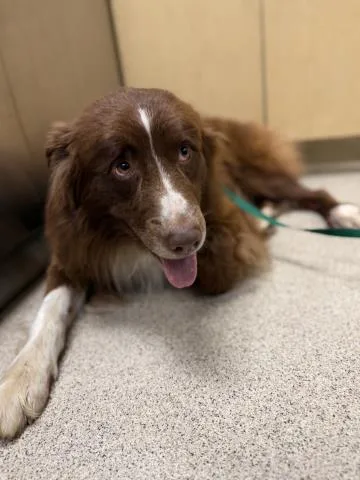 An adult medium-sized male Australian Shepherd dog named Moose for adoption in Riverside, CA