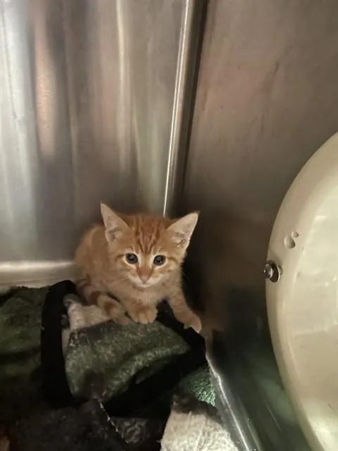 A baby small-sized male Domestic Short Hair cat named Jameson for adoption in Stockton, CA