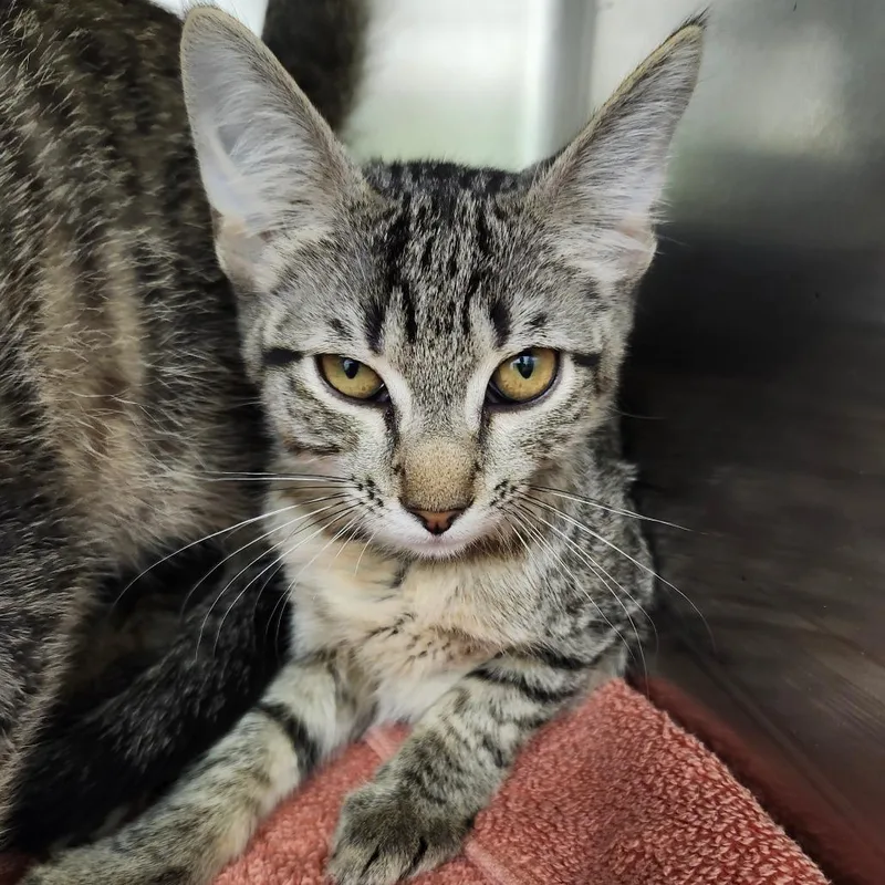 A baby small-sized female Brown / Chocolate Domestic Short Hair cat named Dahlia for adoption in Ballston Spa, NY