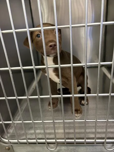 A baby small-sized male Mixed Breed dog named Vernon for adoption in Mobile, AL