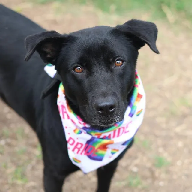 A young medium-sized female Labrador Retriever dog named Gravity for adoption in San Antonio, TX
