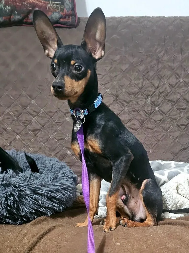 A young small-sized male Bicolor Miniature Pinscher dog named Gizmo for adoption in Sacramento, CA