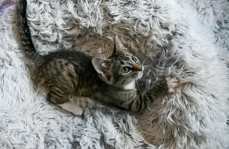 Rosalee