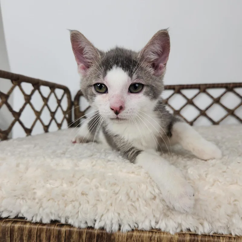 A baby small-sized male Gray / Blue / Silver Domestic Short Hair cat named Burger for adoption in Fort Wayne, IN