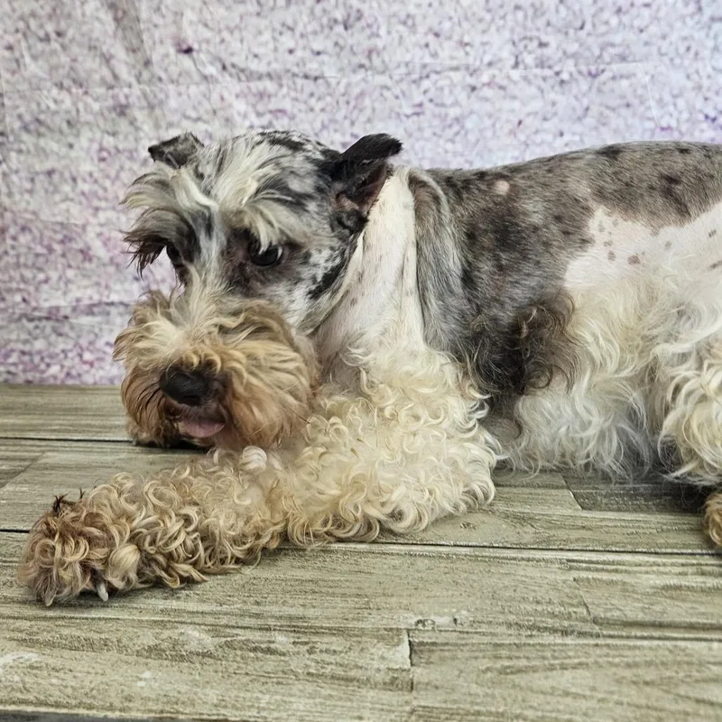 An adult small-sized female Miniature Schnauzer dog named Pam for adoption in Normal, IL