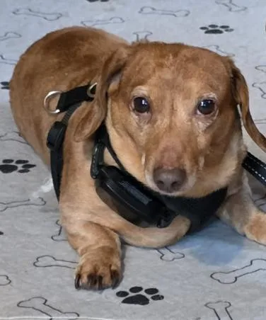 A senior small-sized male Dachshund dog named Hooper for adoption in West Columbia, SC