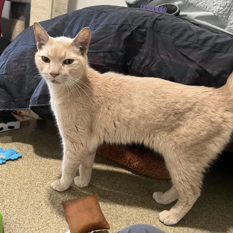 A senior medium-sized male Buff / Tan / Fawn Domestic Short Hair cat named Earl Grey for adoption in Manchester, CT