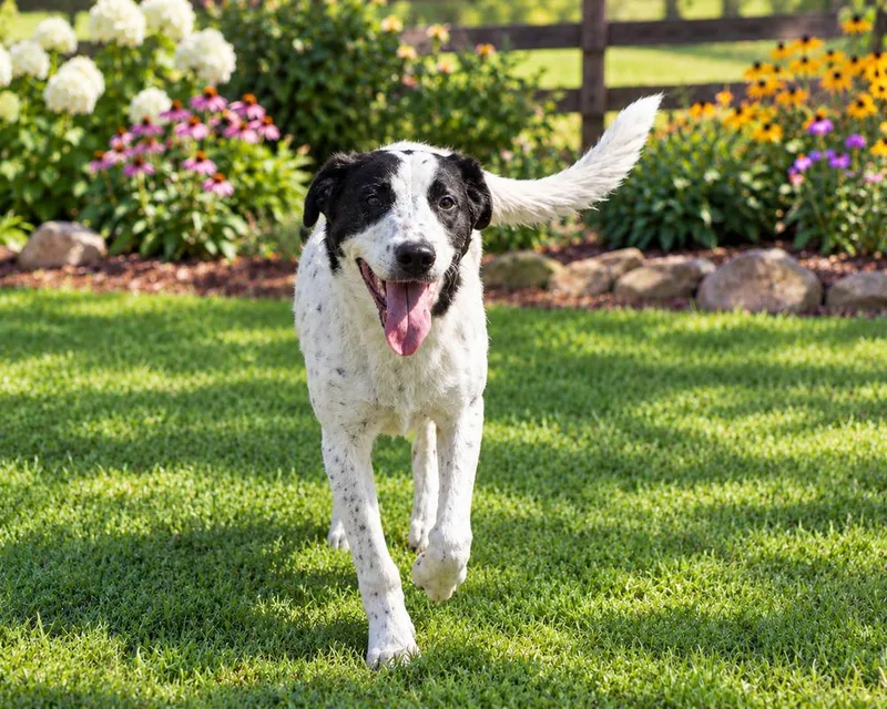 A young medium-sized male Border Collie dog named Brix for adoption in Thompson, PA