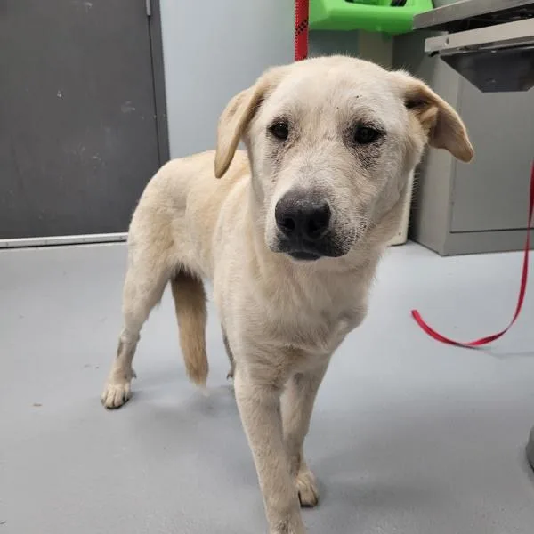 Petsuites Brie thumbnail 2