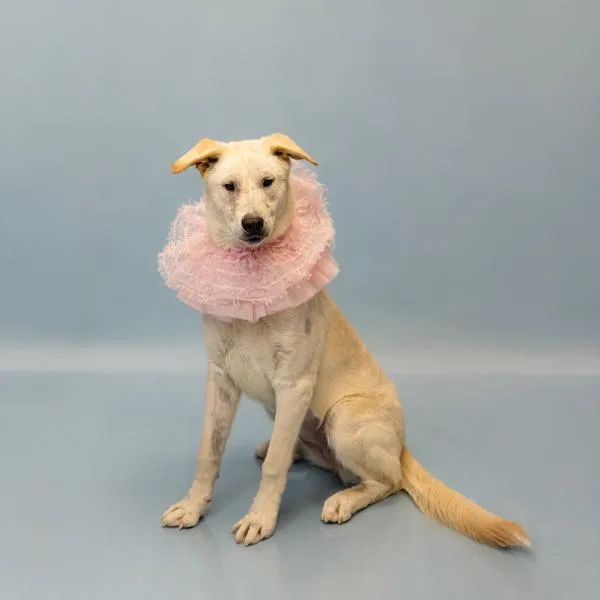 Petsuites Brie thumbnail 3