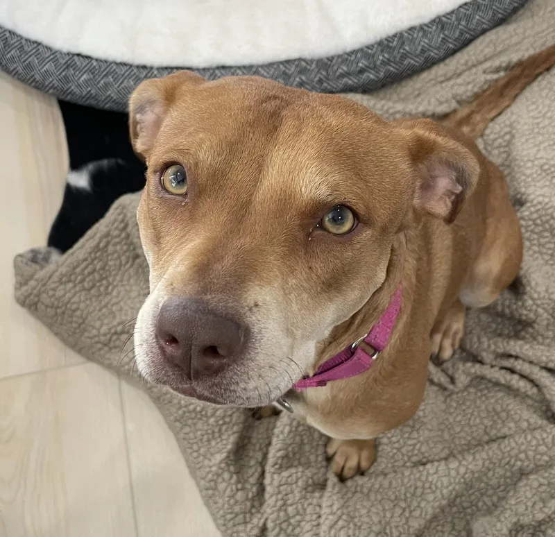 A young medium-sized female Pit Bull Terrier dog named Sheba aka Nala for adoption in Windsor, CO