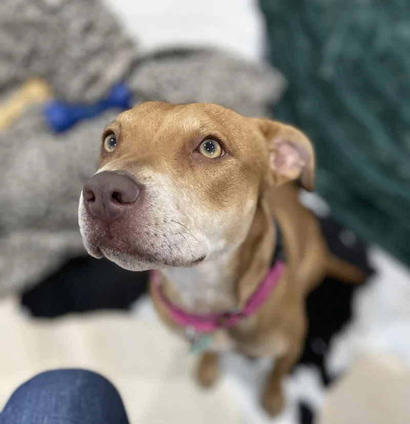Sheba aka Nala thumbnail 2