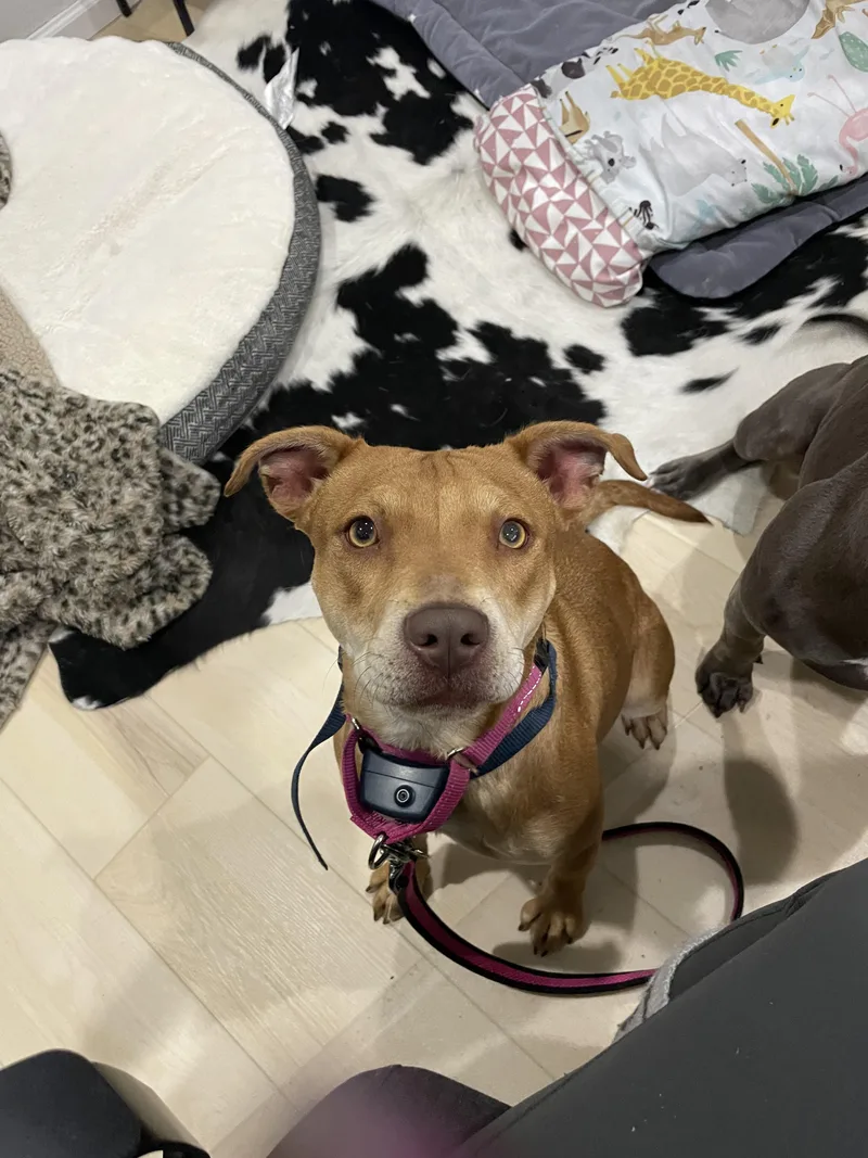 Sheba aka Nala thumbnail 3