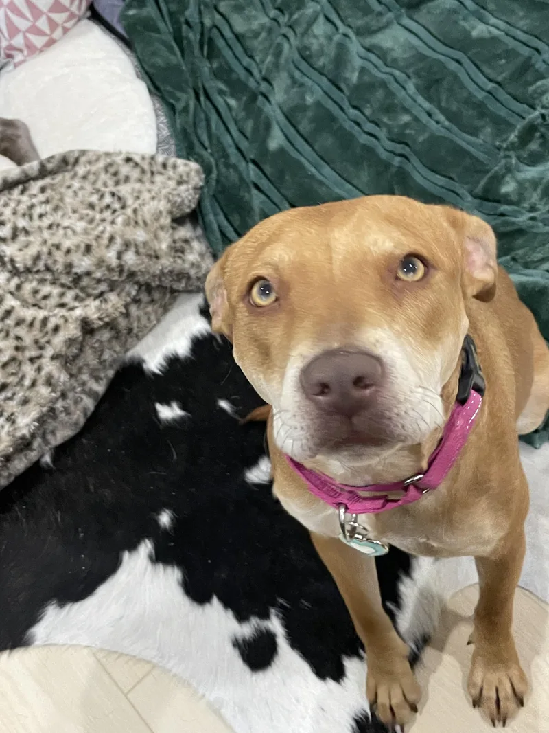 Sheba aka Nala thumbnail 4
