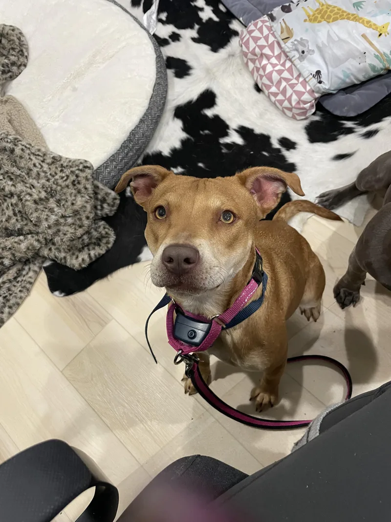 Sheba aka Nala thumbnail 5