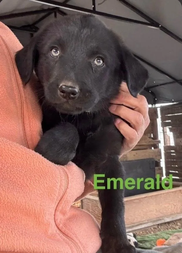 A baby small-sized female Shepherd dog named Emerald for adoption in Vancouver, WA