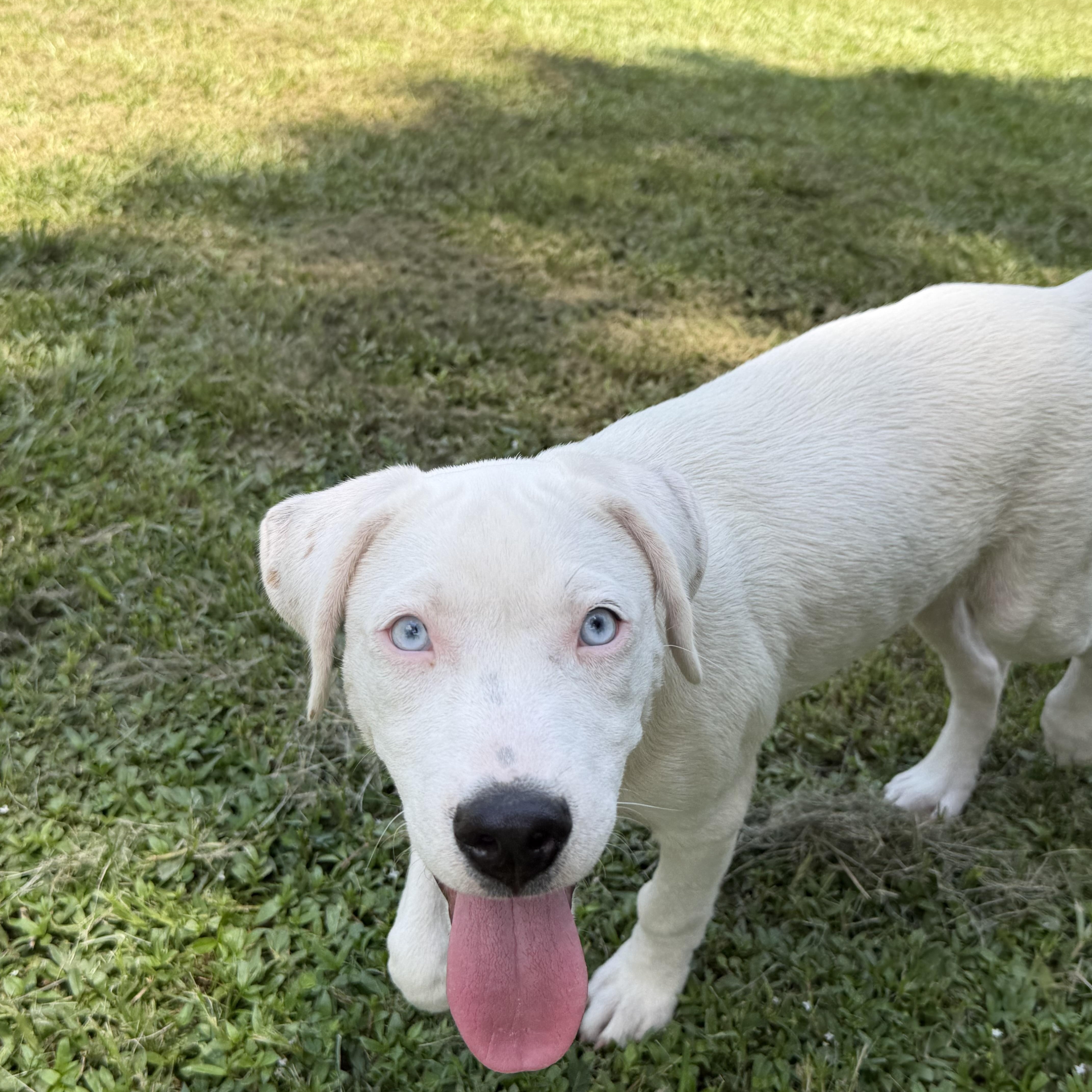Angel blue eyes