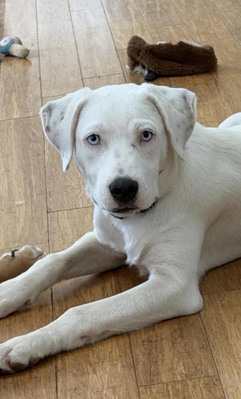 Angel blue eyes thumbnail 2