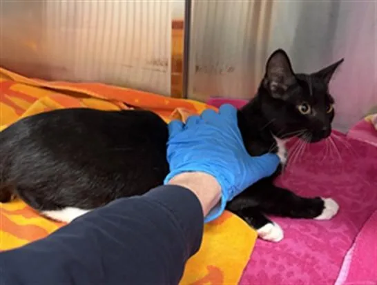 A baby small-sized male Domestic Short Hair cat named River for adoption in Derwood, MD