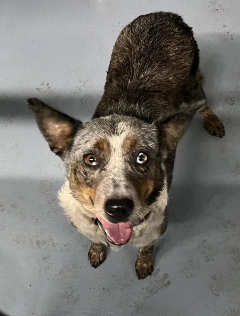 A young medium-sized female Australian Cattle Dog / Blue Heeler dog named Simone for adoption in Cartersville , GA