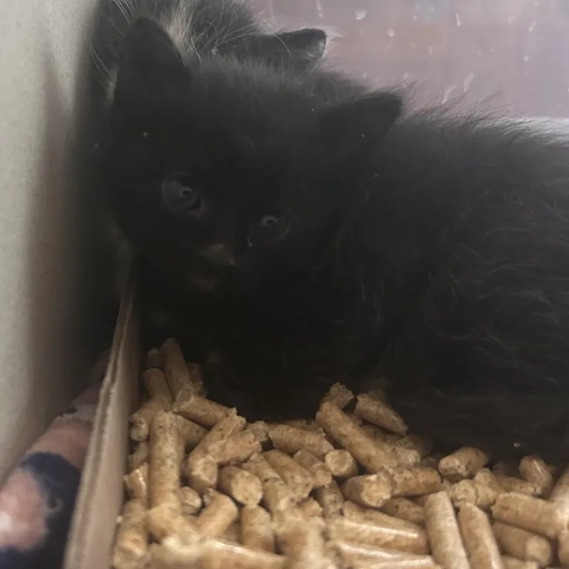 A baby small-sized female Black Domestic Short Hair cat named Pebble for adoption in Yuma, AZ