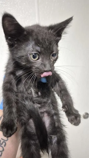 A baby small-sized female Domestic Short Hair cat named Bright Pink for adoption in Bakersfield, CA