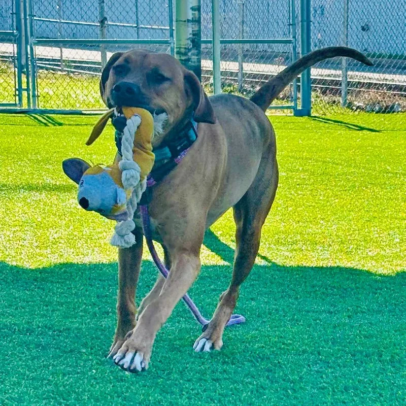 Dozer
