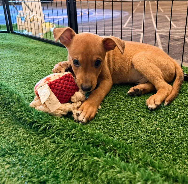 A baby medium-sized male Apricot / Beige Shepherd dog named Angus for adoption in Henderson, NV