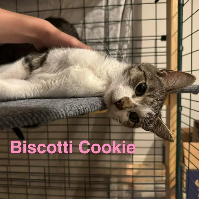 An adult medium-sized female Gray / Blue / Silver Domestic Short Hair cat named Mamma Biscotti for adoption in Spring Hill, KS