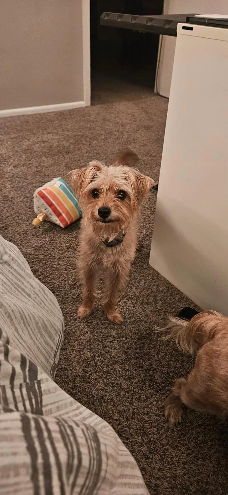 A young small-sized male Golden Terrier dog named Toby for adoption in San Antonio, TX