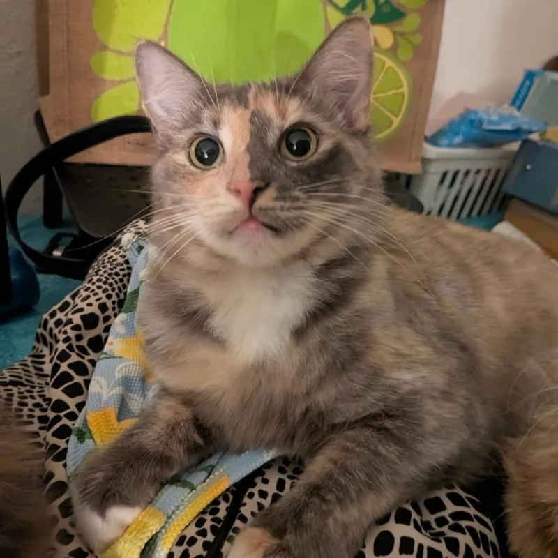 An adult medium-sized female Tortoiseshell Domestic Short Hair cat named Andromeda for adoption in Brea, CA