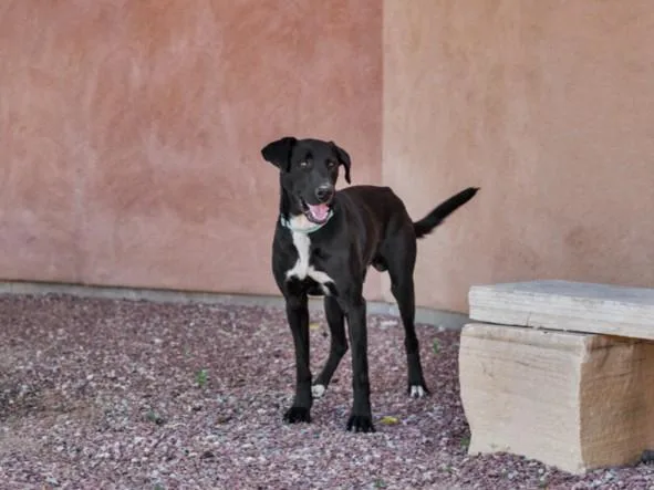 A young large-sized male Mixed Breed dog named Arlo for adoption in Santa Fe, NM