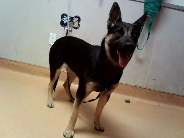 A young large-sized female German Shepherd Dog dog named Diamond for adoption in Martinez, CA