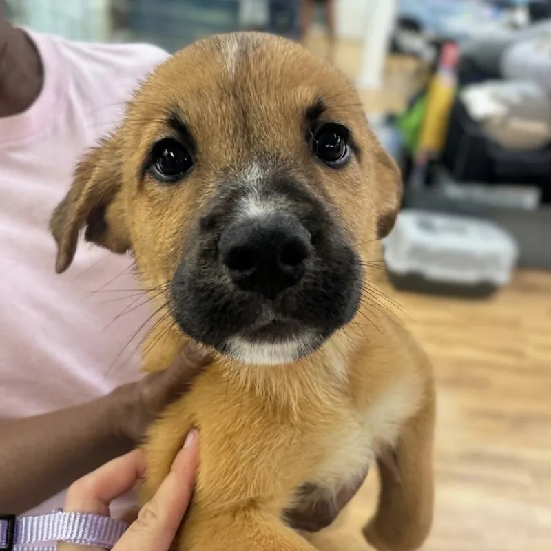 A baby small-sized female Red / Chestnut / Orange German Shepherd Dog dog named Daisy for adoption in Austell, GA