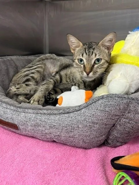 A young medium-sized female Domestic Short Hair cat named Egypt for adoption in Naples, FL