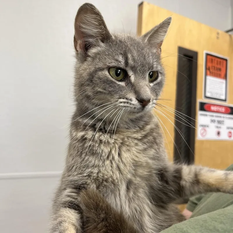 An adult medium-sized female Gray / Blue / Silver Domestic Short Hair cat named Hollyhock for adoption in Columbiana, AL