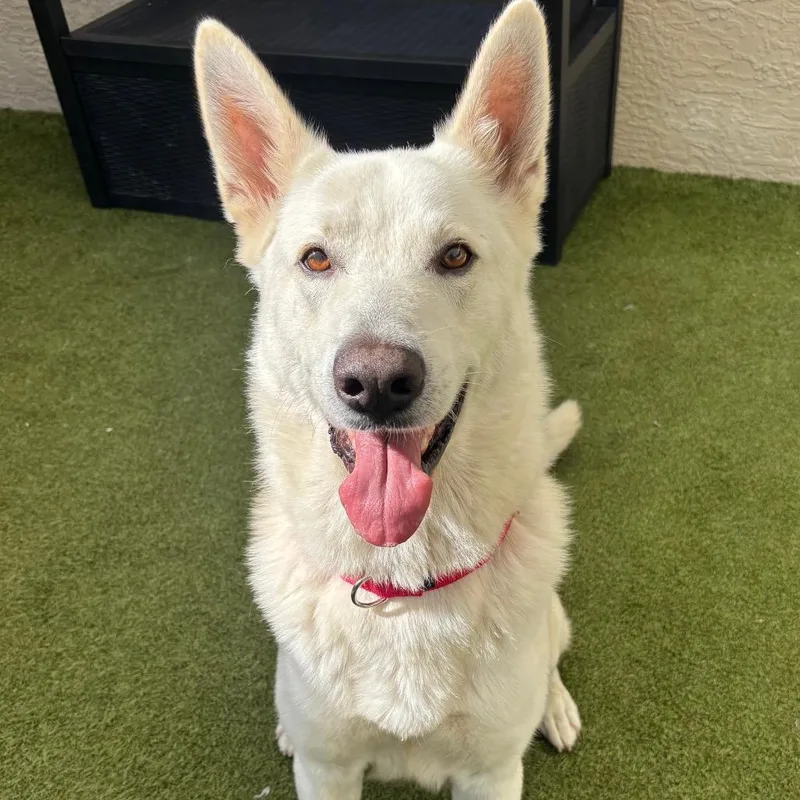 An adult large-sized male White / Cream Shepherd dog named Zeus for adoption in Titusville, FL