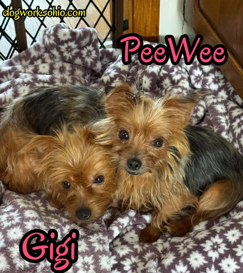 An adult small-sized female Yorkshire Terrier dog named Gigi and PeeWee for adoption in Toledo, OH