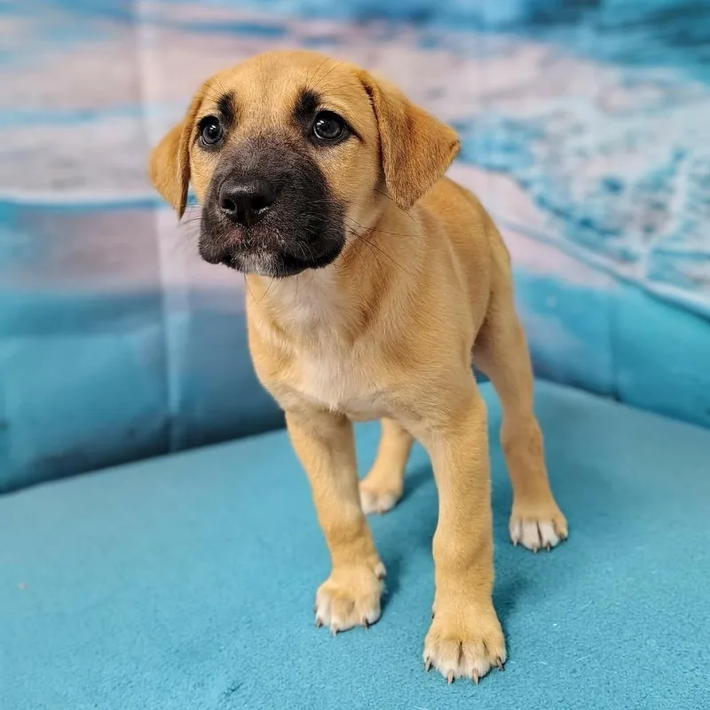 A baby medium-sized female Yellow / Tan / Blond / Fawn Labrador Retriever dog named Miley for adoption in Griswold, CT